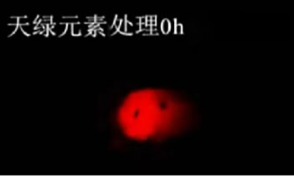 斑馬魚實驗天綠元素處理-0h.png 斑馬魚實驗天綠元素處理-0h.png